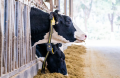 从“制制”到“智制”乳业数字化转型擘画食物